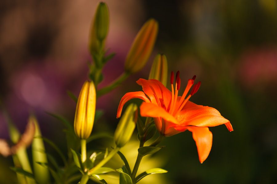 IMAGE: http://i1364.photobucket.com/albums/r727/NemethRoland/20130630-175709-0281_FB_zps66089b77.jpg