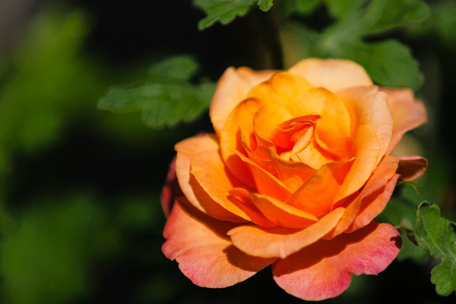 IMAGE: http://i1364.photobucket.com/albums/r727/NemethRoland/20130703-101000-0440_FB_zpse2bb740a.jpg