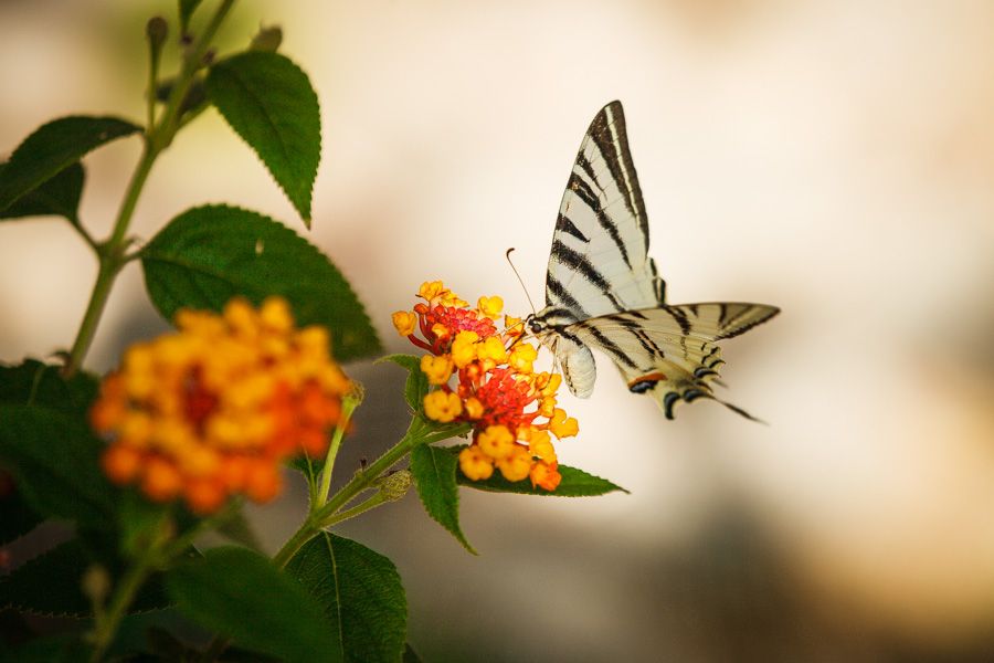 IMAGE: http://i1364.photobucket.com/albums/r727/NemethRoland/20130727-104812-2132_FB_zpse9843fb4.jpg