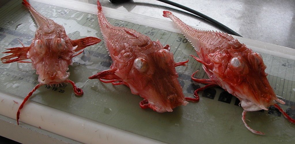 fish-1_zps92430c59.jpg
