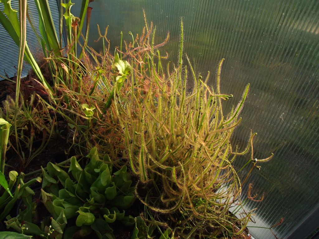 DSCF7283_zps1gmubmbh.jpg