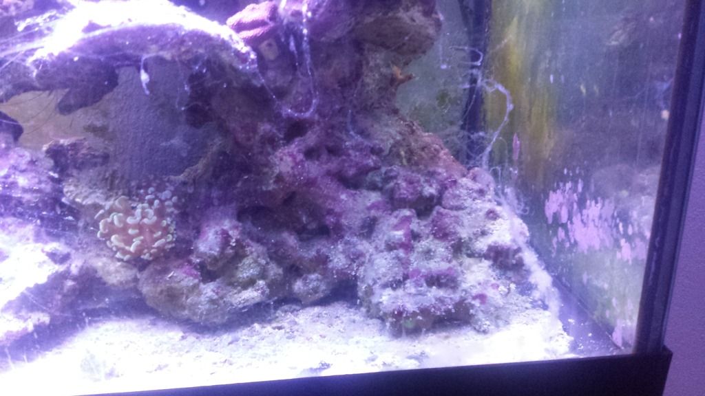 White Stringy Stuff The Reef Tank