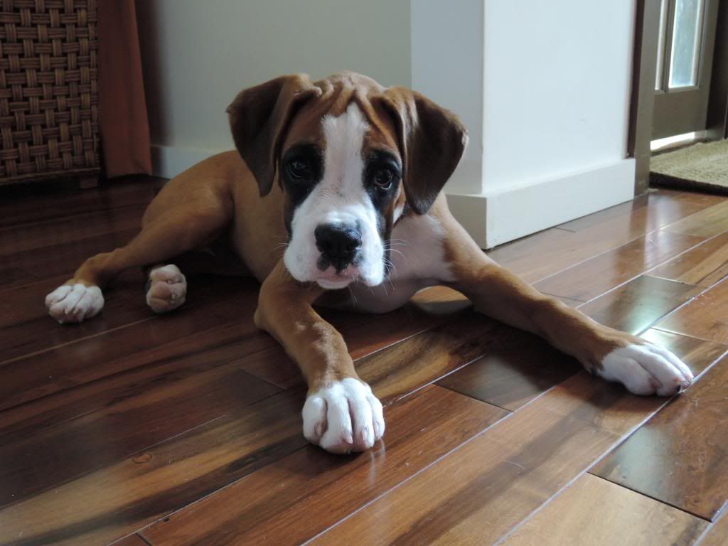 clicking sound with jaw Boxer World Forums